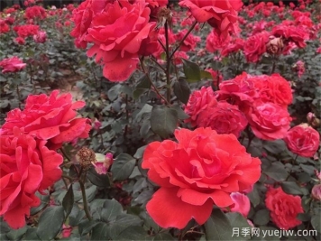 月季花的詳細介紹，月季花對人體有哪些好處呢？