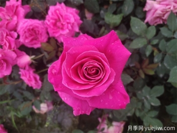 一朵月季花，10種吃法，11種病皆可治療