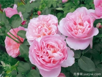 舍農索城堡的女人月季，愛(ài)上她理由很多