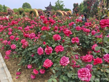 月季開(kāi)花了還要追肥嗎？花蕾期該用什么肥？
