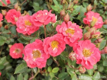 微型月季花（鉆石月季）怎么養？