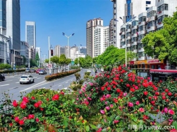 合肥樹(shù)狀月季大道，大朵月季扮靚城市風(fēng)景