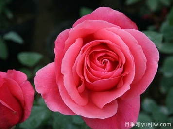 月季名片，四季常春月季花