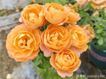 哪些月季花開(kāi)花時(shí)間長(cháng)？這5款月季品種花期超長(cháng)