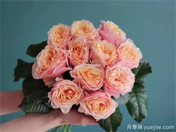 溫柔珊瑚心月季，花色獨特且勤花