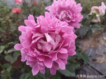 夢(mèng)幻褶邊月季，獨特花型，香氣四溢