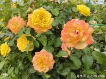 看古代人的養花真經(jīng)，現在依然管用