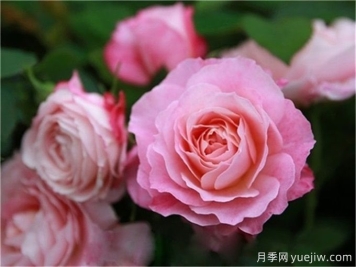 海神王陽(yáng)臺月季，花型優(yōu)雅花色艷麗