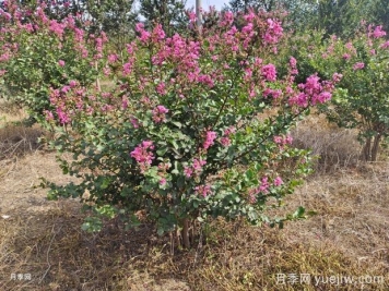紫薇什么時(shí)候開(kāi)花？