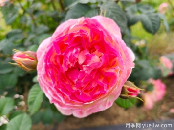 詹森月季是多季花，養護容易嗎？