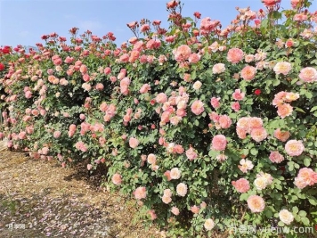 薔薇和藤本月季的養殖方法
