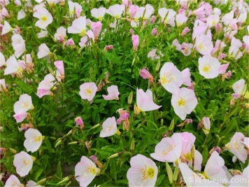 夏天在晚上開(kāi)花的有哪些花？