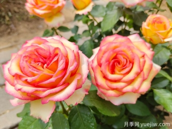 苗木市場(chǎng)具有發(fā)展空間的幾個(gè)品種