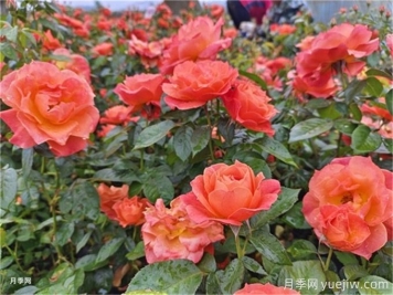 月季花白粉病怎樣產(chǎn)生的？如何防治白粉病
