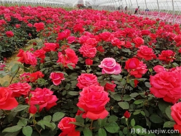 花友月季養護，推薦用有機肥還是無(wú)機肥？