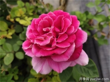 月季史話(huà)