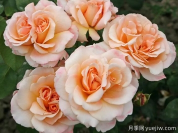 香檳色玫瑰的花語(yǔ)是什么？香檳色玫瑰的寓意和象征