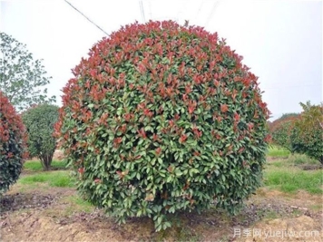 紅葉石楠造型如何修剪和管理？