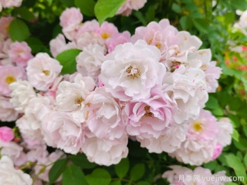 薔薇怎樣管理與養護？