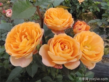 陽(yáng)臺月季系列，豐花勤花又抗病，輕松待機10個(gè)月
