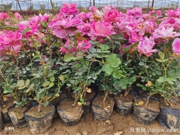 植物花卉的繁殖有幾種方式？家庭養花該如何選擇？