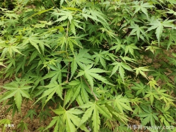 常見(jiàn)的30種色葉植物，為城市園林增綠添彩