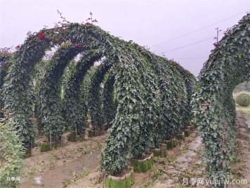 3米高造型圓形大型月季拱門(mén)景區必備價(jià)格