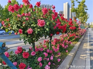 多彩月季扮靚街頭，城市月季應用范圍
