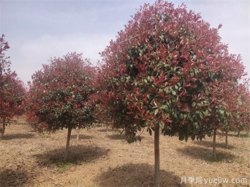 推薦20種彩葉樹(shù)種，用于園林綠化造景