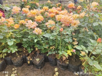 夏季管理盆花月季注意哪些？月季花有哪三大作用？