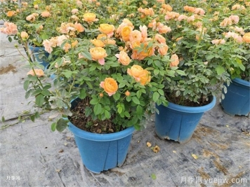 月季想要秋花開(kāi)得爆？施肥攻略要做好