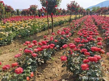 月季入秋花事全掌握，修剪施肥，秋花想不美都難