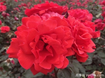 銅仁月季應用和景觀(guān)圖集