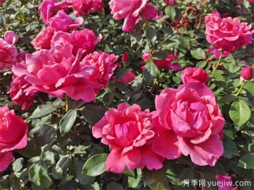 石嘴山月季市花文化和景觀(guān)圖集
