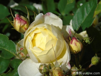 凡妮莎貝爾月季，華南耐濕熱低維護月季