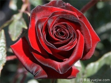 黑魔術(shù)月季，四季開(kāi)花，耐熱耐寒，花大鮮艷