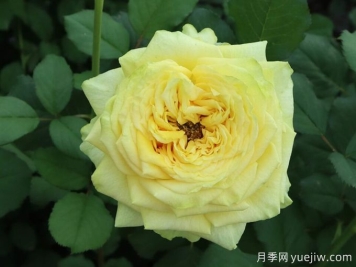 鄉村蝴蝶月季