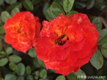 月季花的三大作用 南陽(yáng)月季樹(shù)嫁接方法