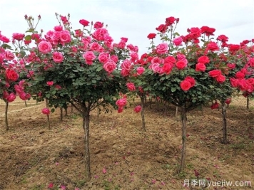 月季樹(shù)多少錢(qián)一棵？樹(shù)狀月季原產(chǎn)地的價(jià)格