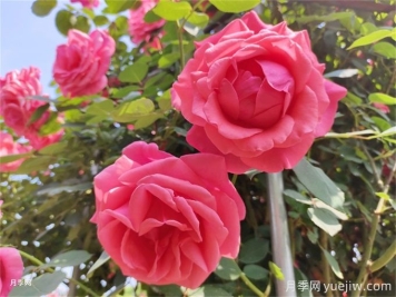 月季：花中皇后，月月花開(kāi)月月紅