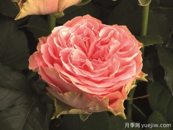 鄉村女孩月季