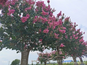 紫薇簡(jiǎn)介，紫薇的價(jià)值和象征
