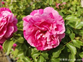 沙漠玫瑰和玫瑰有什么關(guān)系！