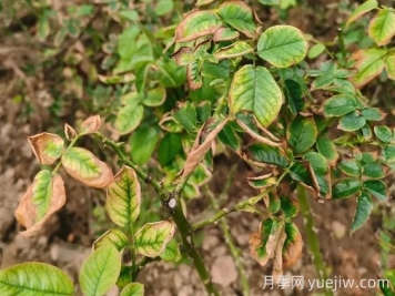 地栽月季大面積枯萎，到底是什么原因？