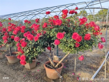 月季如何才能有更多分枝、開(kāi)花更多？