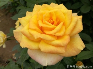 室內如何養月季？掌室內養花也能爆盆