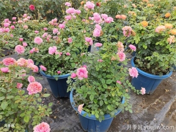 新手養花選月季，讓月季花美麗家園