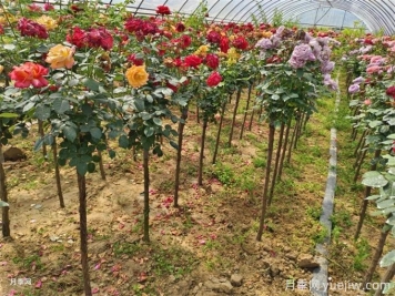 月季越剪開(kāi)花越多枝條越壯，修剪應該怎么操作？