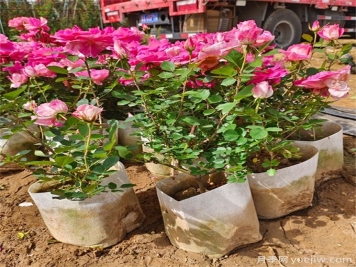月季哪個(gè)季節種植最容易活？春夏秋冬移栽月季指南
