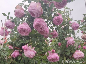 月季花苞為什么會(huì )垂頭無(wú)法直立？